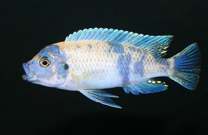 Maylandia zebra 'Mala Point'